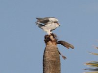 FRIEDA 104 (3)  Black Shouldered Kites - Frieda Prinsloo 2012 : FRIEDA